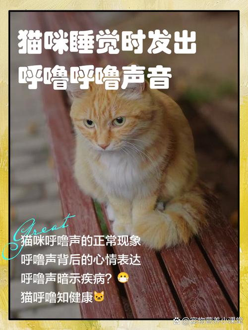 猫呼噜声的治疗功效(猫呼噜声对人体有好处吗)
