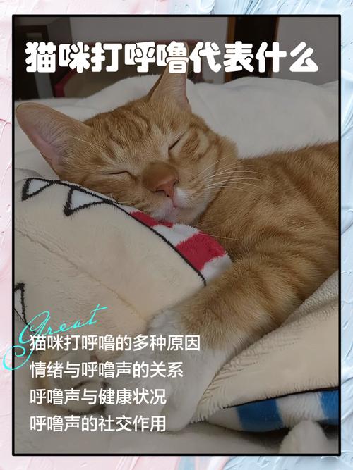 猫呼噜声的治疗功效(猫呼噜声对人体有好处吗)